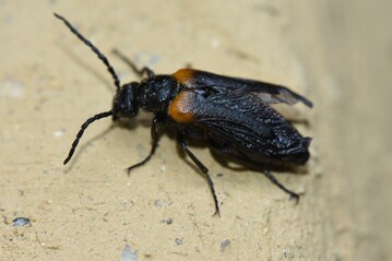 Schmalflgeliger Pelzbienenlkfer