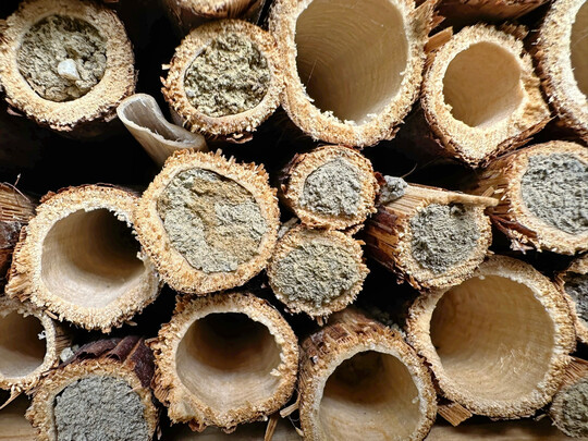 Wenn die Rhren verschlossen sind, sind die Tiere mit ihrer Brutarbeit fertig (hier Mauerbienen in 
<i>Reynoutria</i>
-Stengeln).