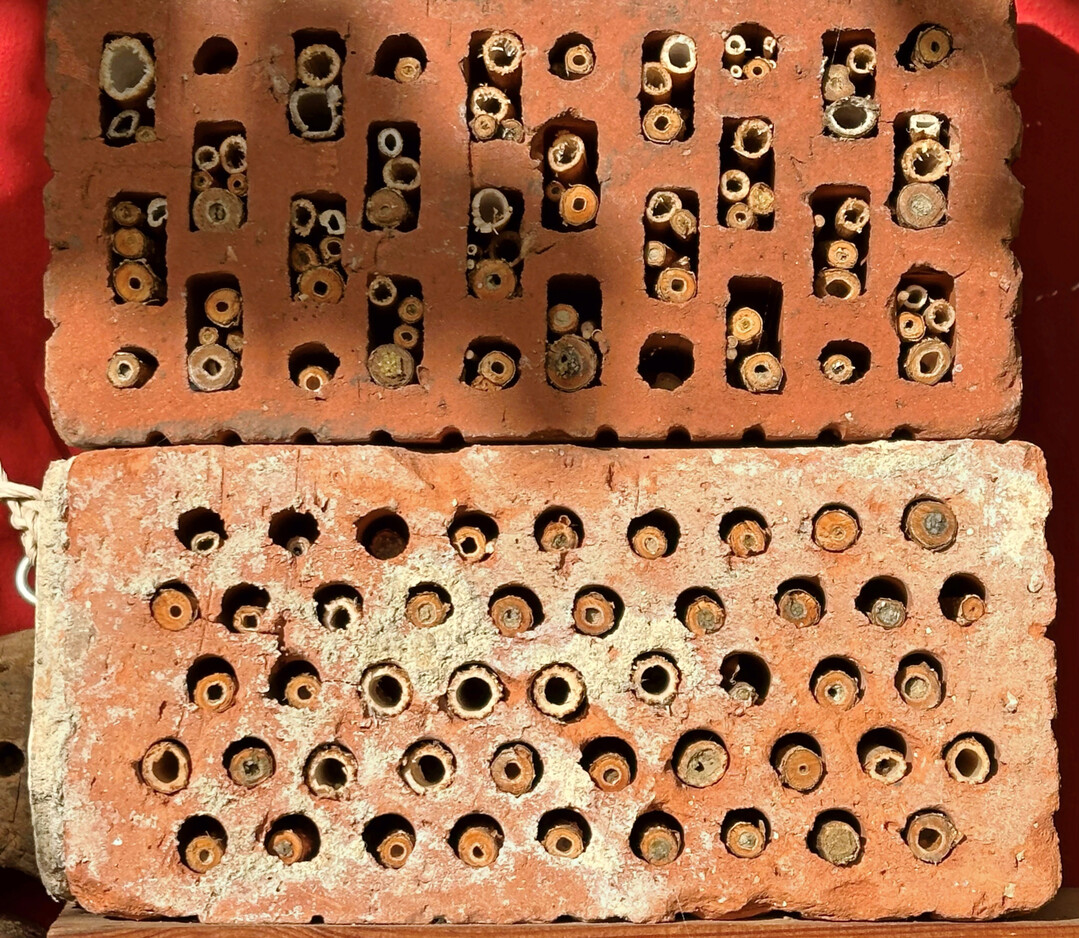 Auch so ein Lsung lsst sich leicht realisieren: Lochziegel dienen als stabile Halterungen fr hohle Triebe, wie von Forsythia.