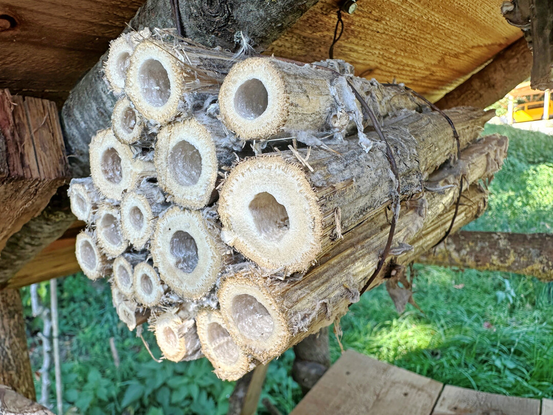 Auch die stabilien Stengel der Eselsdistel eignen sich fr Nisthilfen.