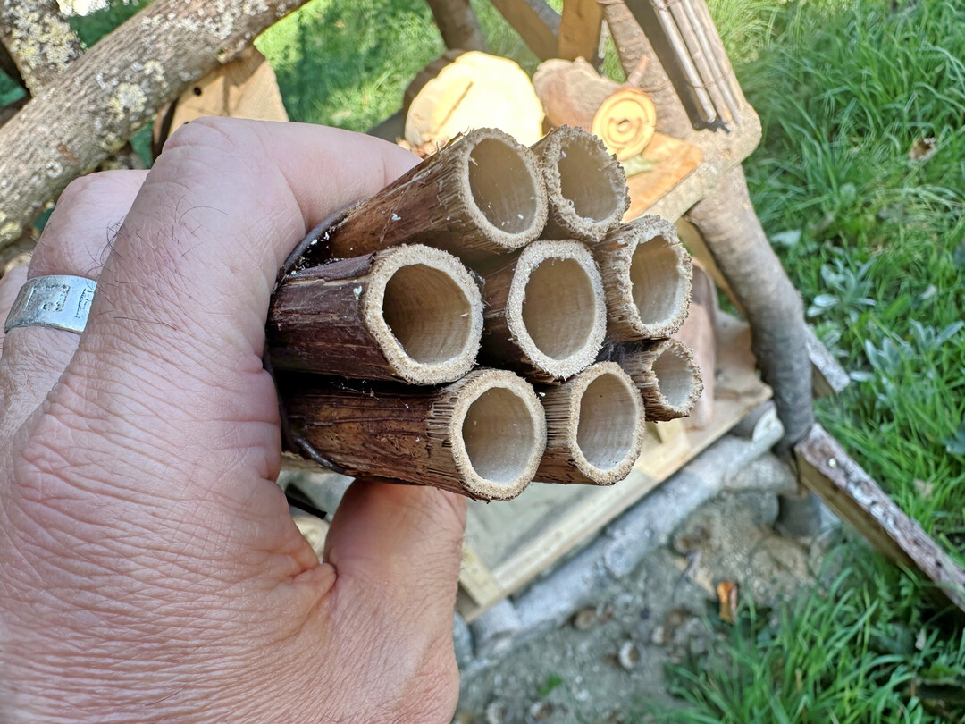 Staudenstengel (hier Knterich) knnen auch mit Drhten gebndelt werden.