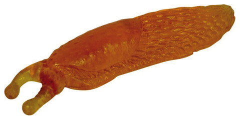 Glibber-Schnecke orange