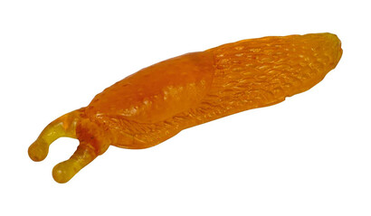 Glibber-Schnecke orange