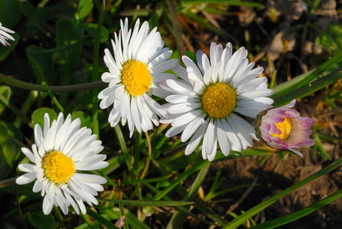 Gaensebluemchen Bellis perennis, ist eine essbare Blume mit weissen  Blueten. Sie ist eine wichtige Heilpflanze und wird in der Medizin  verwendet. Sie Photo Stock - Alamy