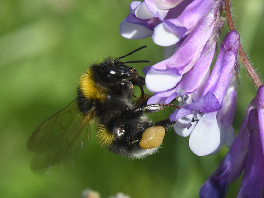Gartenhummel