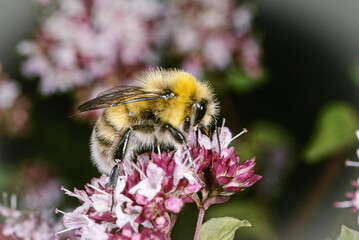 Mnnchen der Hellen Erdhummel