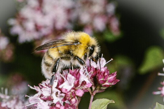 Mnnchen der Hellen Erdhummel