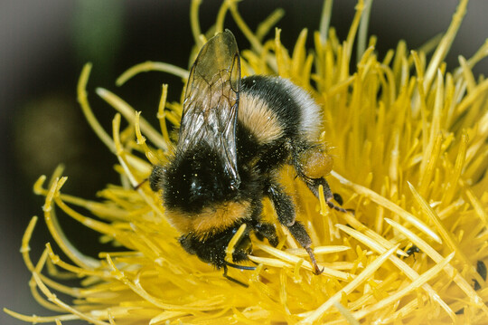 Weibchen der Hellen Erdhummel