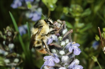 Bombus sylvarum