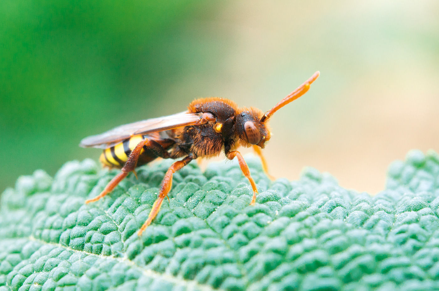 Zum Verwechseln �hnlich: Wespenbienen verschaffen sich durch ihr wespenartiges Auftreten Respekt und lassen selbst den Profi stutzen, um welche Tiergruppe es sich handelt.
