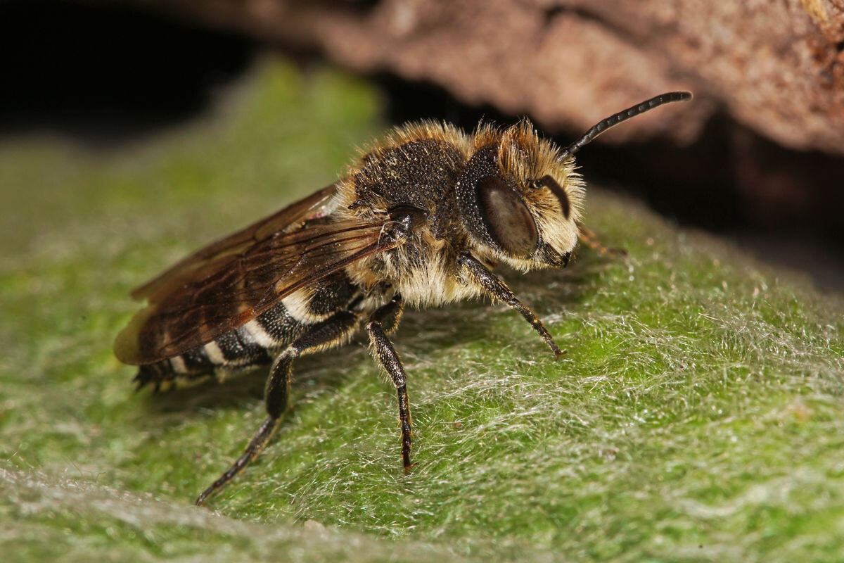 Coelioxys elongata Wildbienen bestimmen