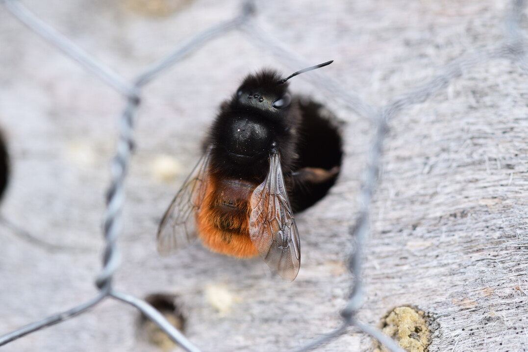 Mauerbiene vor Niströhre
