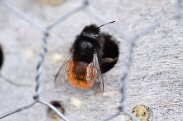 Mauerbiene vor Nistrhre