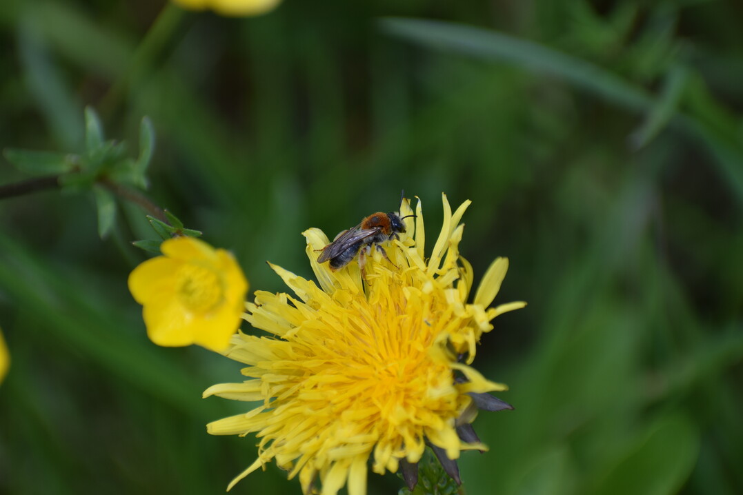 Andrena haemorrhoa