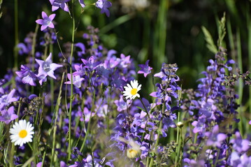 Glockenblumen in artenreicher Wiese