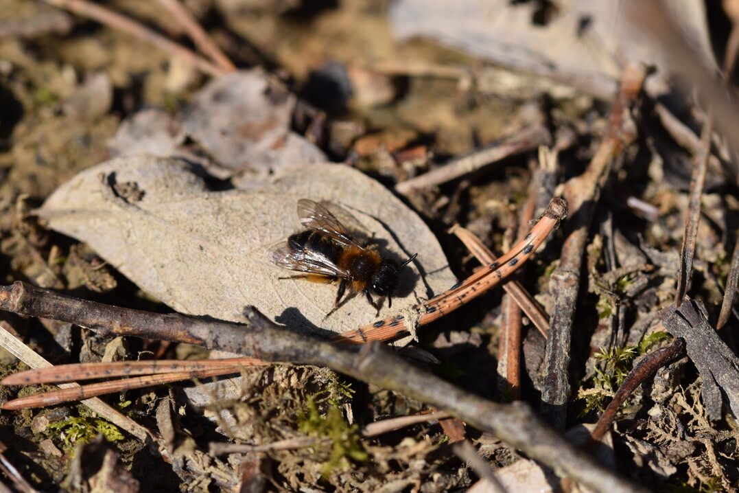 Weibchen der Zweifarbigen Sandbiene