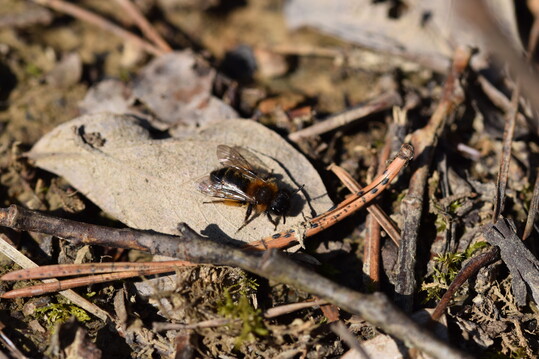 Weibchen der Zweifarbigen Sandbiene
