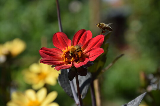 Ackerhummel und Honigbiene an einer Dahlie