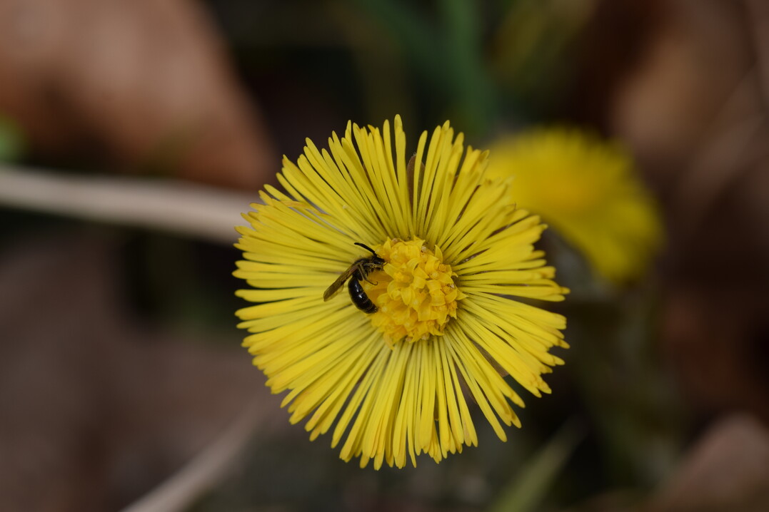 4 mm große Sandbiene auf Huflattich