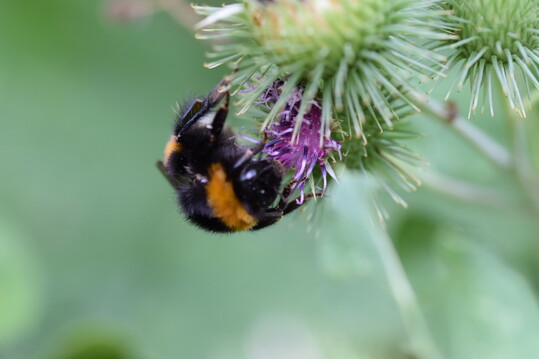 Erdhummel an Groer Klette