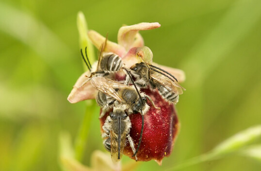 In Tadten, am Grnen Band im Burgenland, wurde eine neue Wildbienenart entdeckt  die Fuchs-Langhornbiene. Sie ist nicht die erste mediterrane Bienenart, die in den vergangenen Jahren durch fr sie gnstiger werdende klimatische Bedingungen auch im uersten Osten sterreichs nachgewiesen werden konnte. 