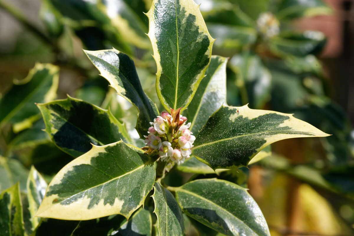 Ilex aquifolium Wildbienen im Garten