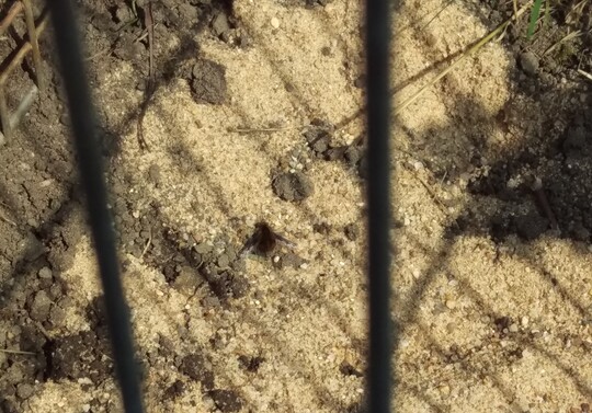 Wollschweber bei der Eiablage  