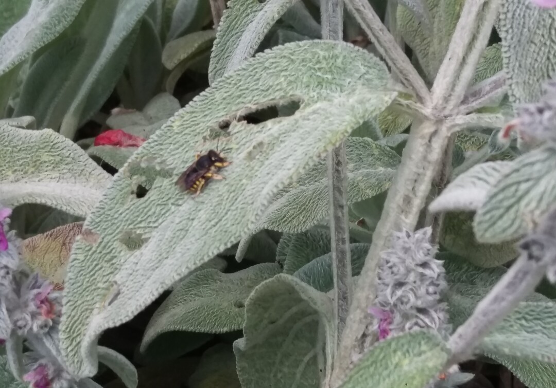 Wollbiene auf Wollziest