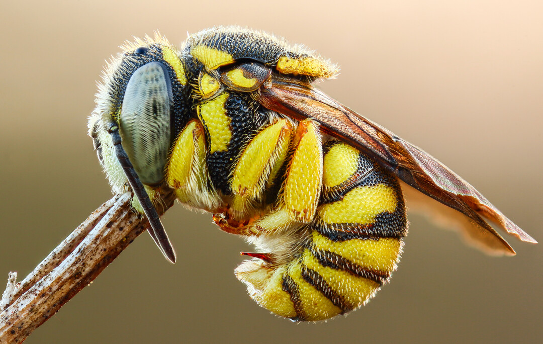 Männchen der Kleinen Harzbiene