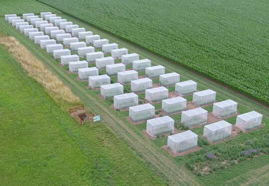 berblick eines Versuchsaufbaus, mit dem das Forschungsteam die Reproduktion der Bienen untersucht hat.  