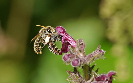 Schlrfbienen bei der Paarung am Wald-Ziest.