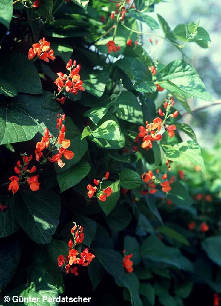 Phaseolus coccineus Wildbienen im Garten