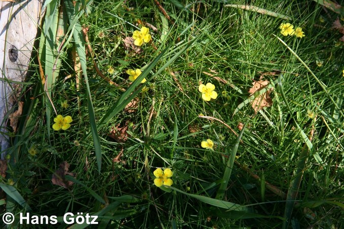 Potentilla erecta Wildbienen im Garten