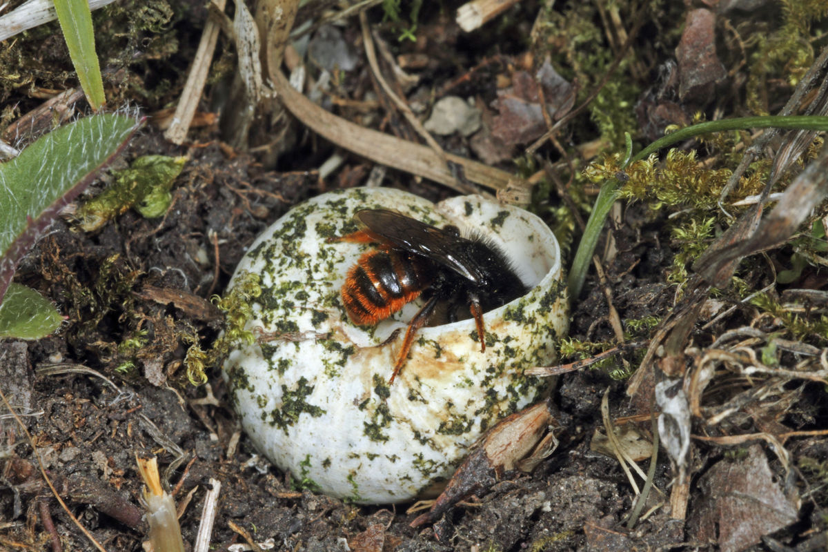 Keine gro�e Beute oder H�hle: Die Zweifarbige Schneckenhausbiene (Osmia bicolor) baut ihr Nest in ein
Schneckenhaus.