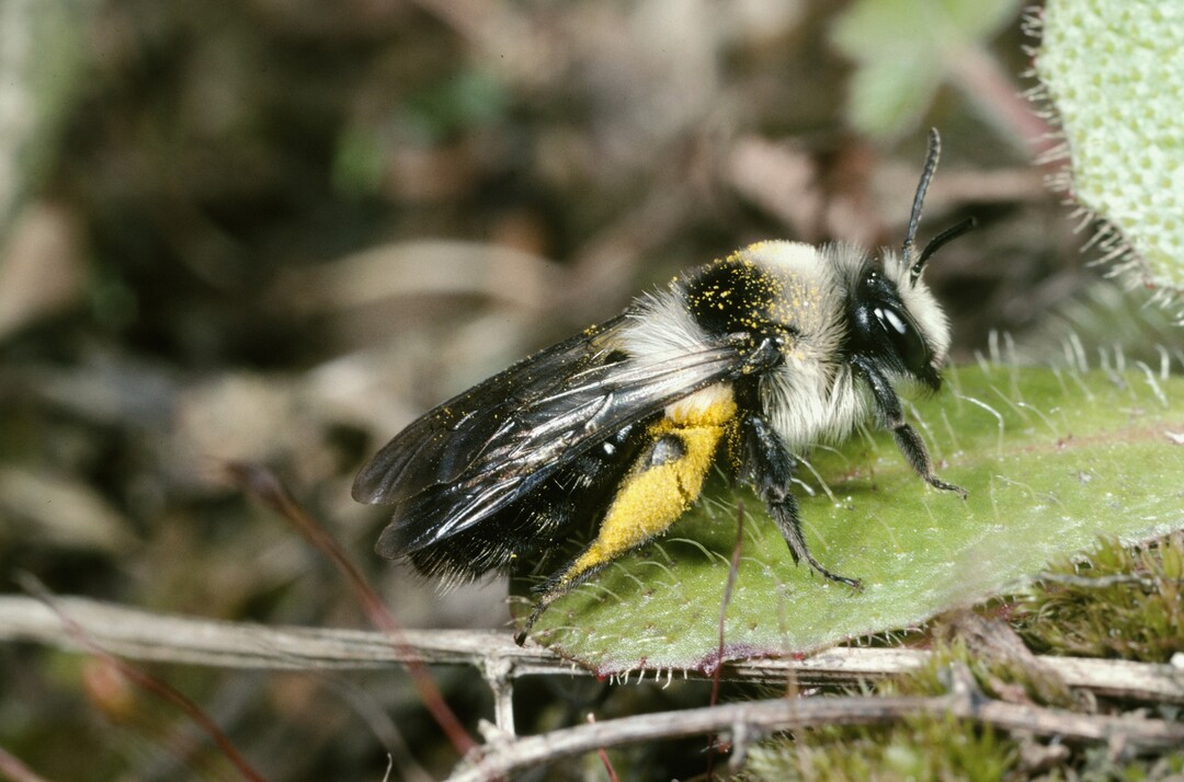 Andrena cineraria