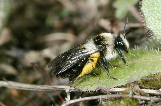 Andrena cineraria