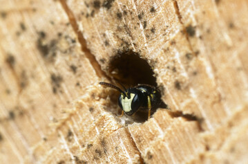Gebuchtete Maskenbiene