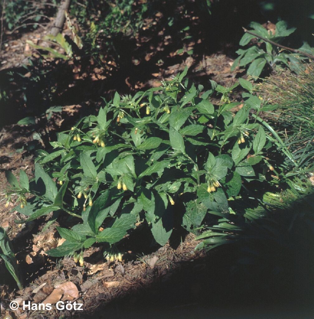 Symphytum tuberosum Wildbienen im Garten