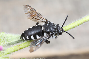 Thyreus orbatus: Im Feld ist sie nicht von ihrer Schwesterart zu unterscheiden.