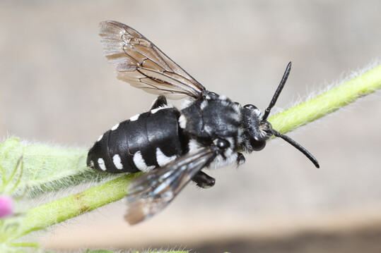 Thyreus orbatus: Im Feld ist sie nicht von ihrer Schwesterart zu unterscheiden.