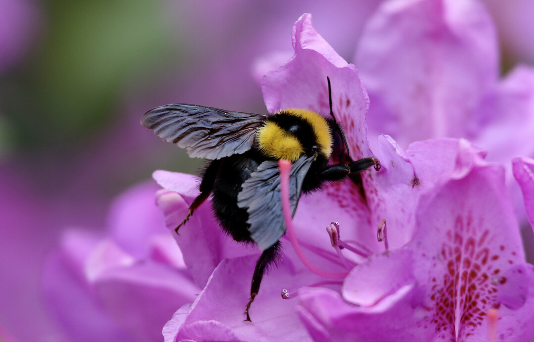 Tonerdhummel