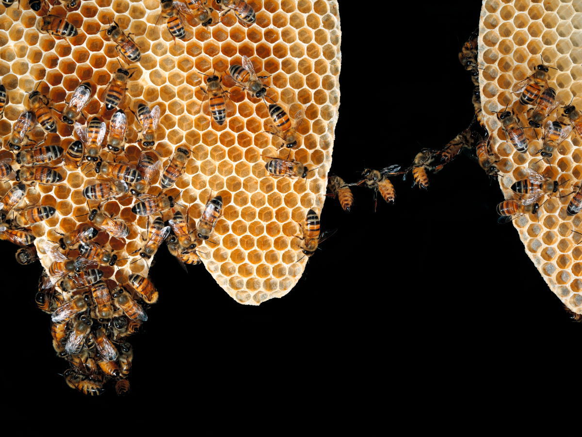 Honigbienen bauen Waben. Warum sie solche Bauketten aus mehreren Individuen bilden, ist
den Wissenschaftlern ein R�tsel.