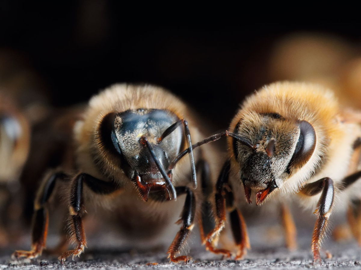 Bei der Honigbiene wachsen Haare auf den Facettenaugen.