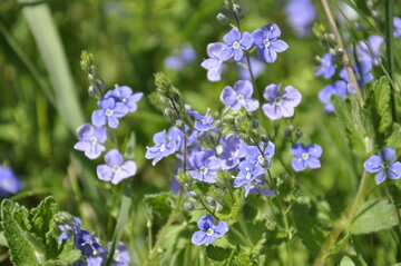Veronica chamaedrys