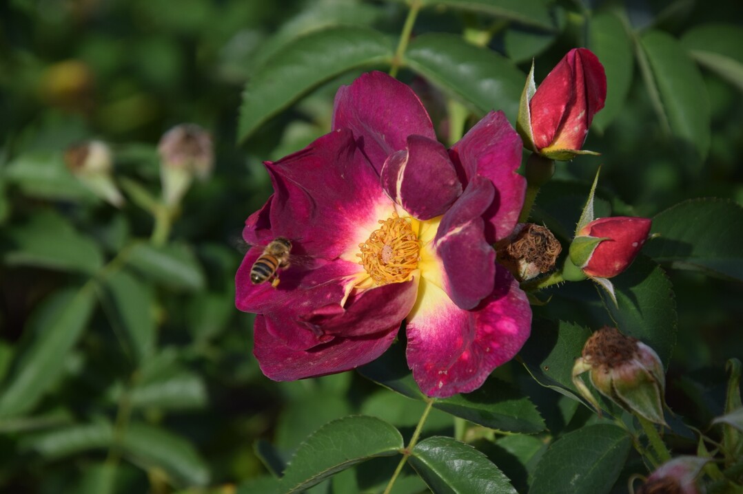 Einfache, ungefüllte Blüten sind für Insekten besonders geeignet.