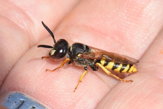 Bienenwolf