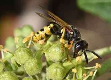 Bienenwolf