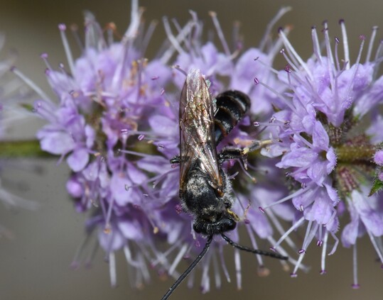 Lasioglossum calceatum  