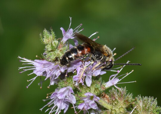 Lasioglossum calceatum  