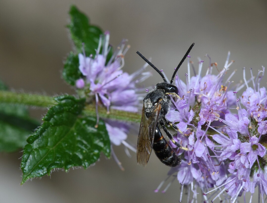 <span style="font-weight: normal;">Lasioglossum calceatum</span>